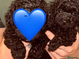 Cavapoo dogs 1 girl left💞 available 🐣F1bb Tiny Toy Cavapoo - Advert 19