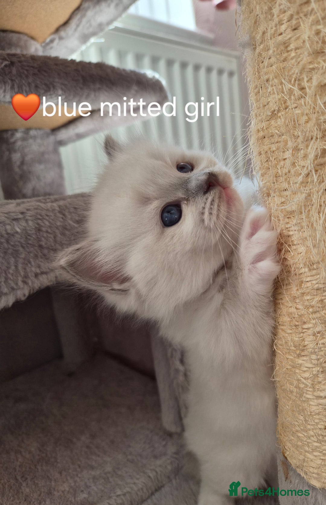 Ragdoll cats for sale: 5 GCCF Pedigree Ragdoll kittens for sale - Image 22
