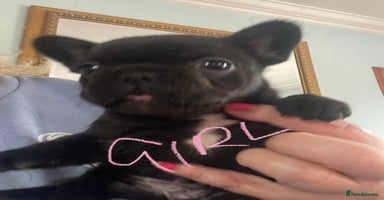 French Bulldog dogs - Advert 2