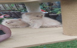 British Shorthair cats for sale: ♥️ Fun Loving British Shorthair Kittens♥️ - Image 13