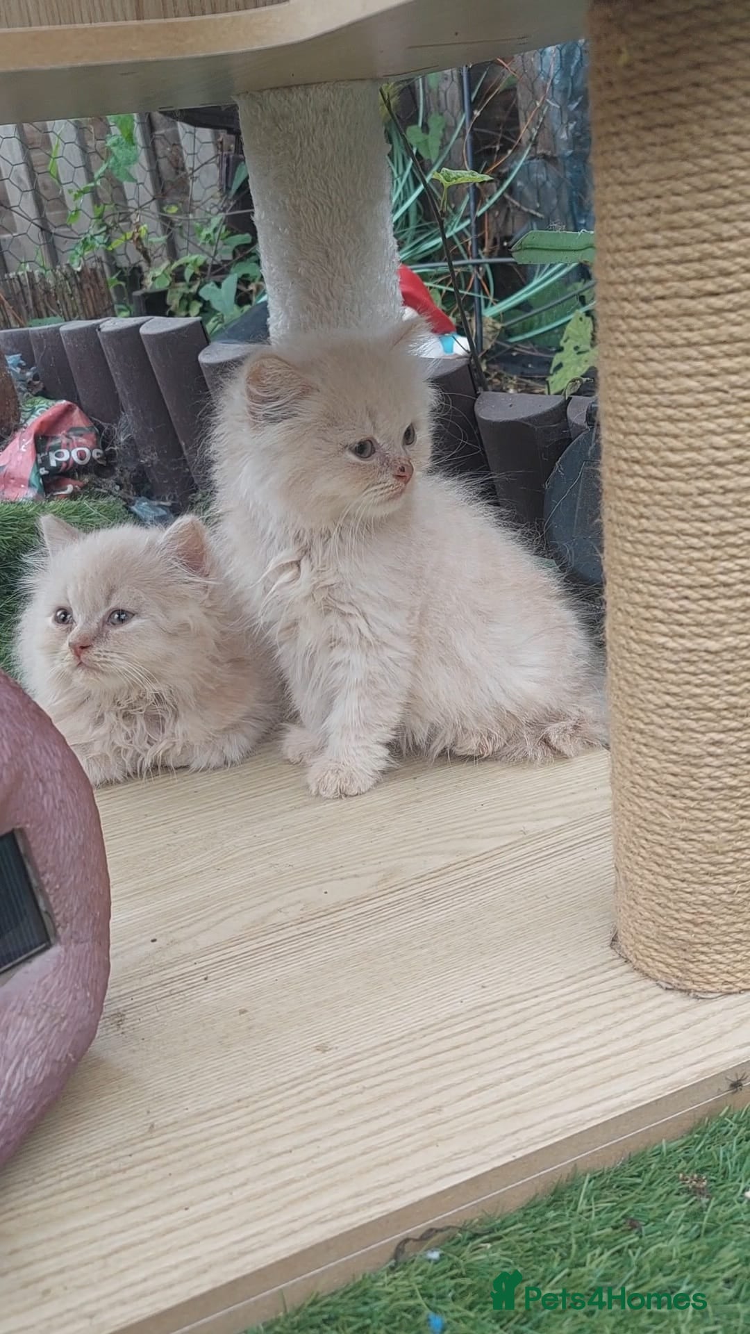 British Shorthair cats for sale: ♥️ Fun Loving British Shorthair Kittens♥️ - Image 13