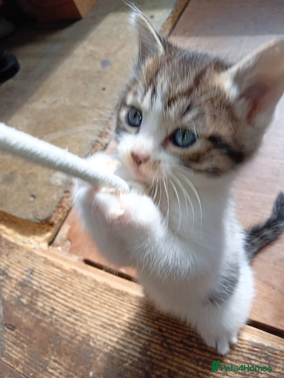 Mixed Breed cats for sale: Kittens Mixed breed (father 1/4 Bengal) - Advert 2