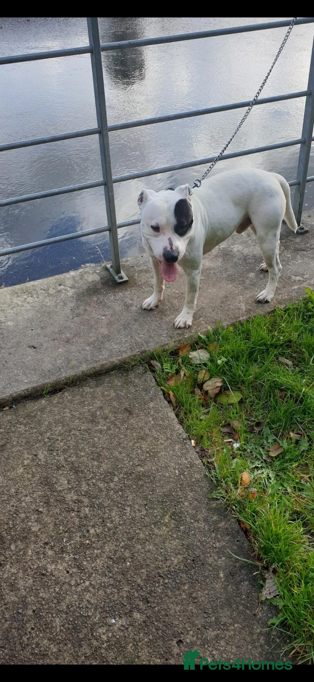 Staffordshire Bull Terrier dogs for stud: Up for stud  - Advert 2