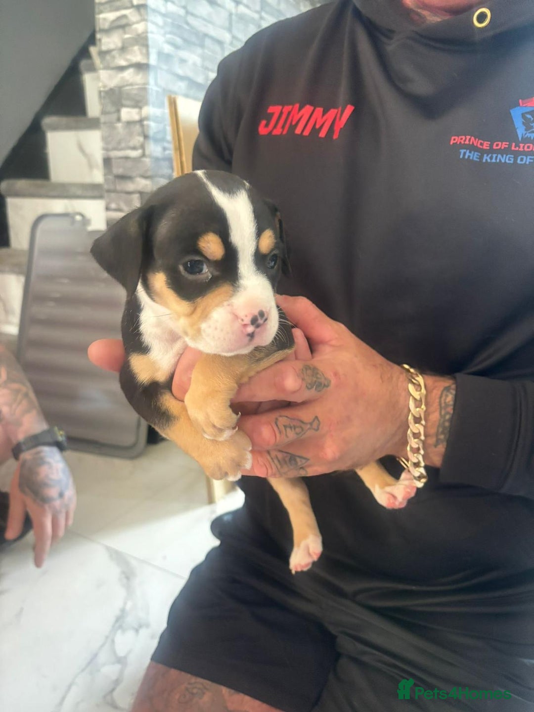 American Bulldog dogs for sale: Pocket bully’s  - Image 2