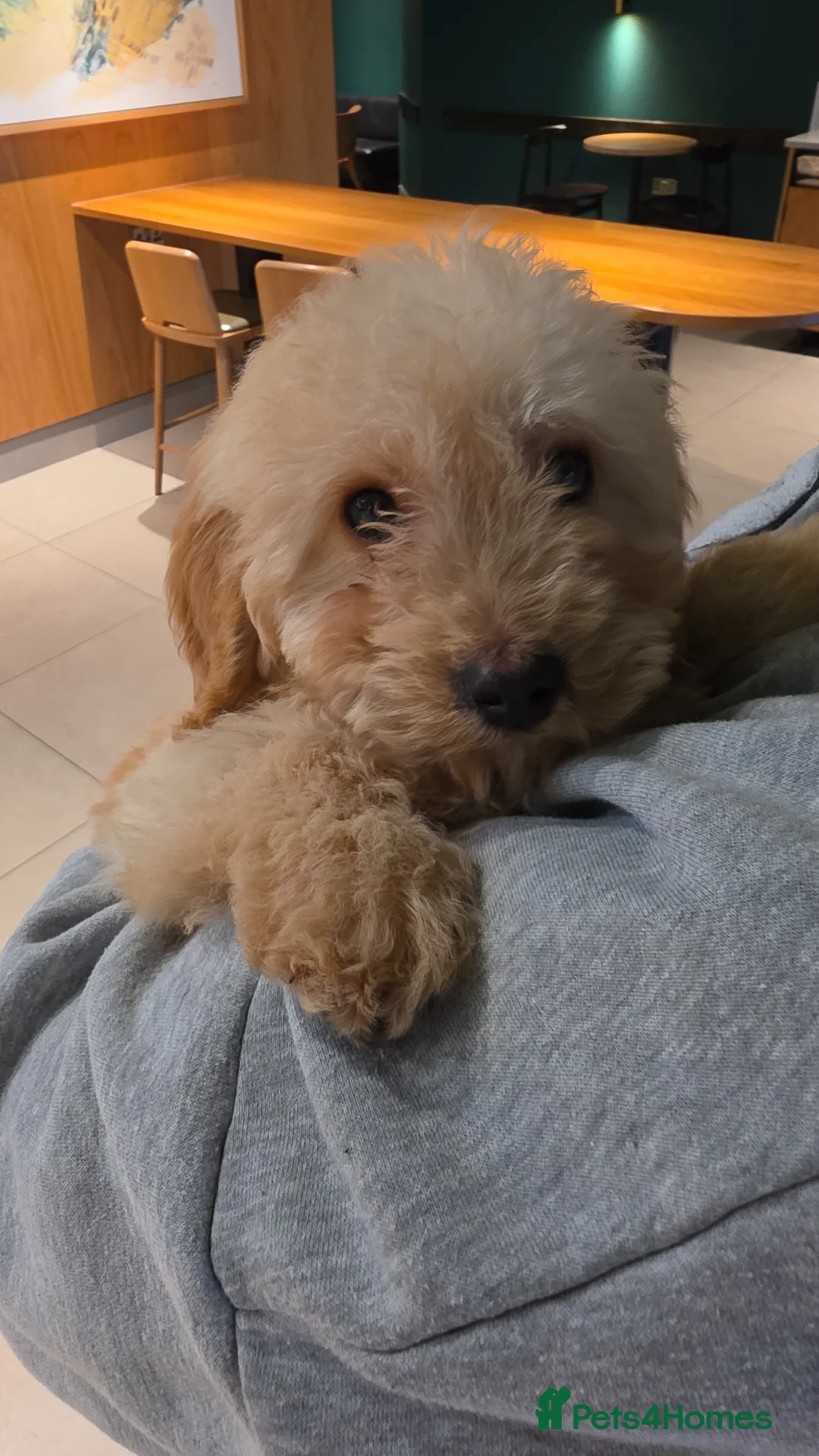 Cockapoo dogs for sale: 3 month old puppy - Advert 1