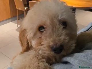 Cockapoo dogs 3 month old puppy - Advert 11
