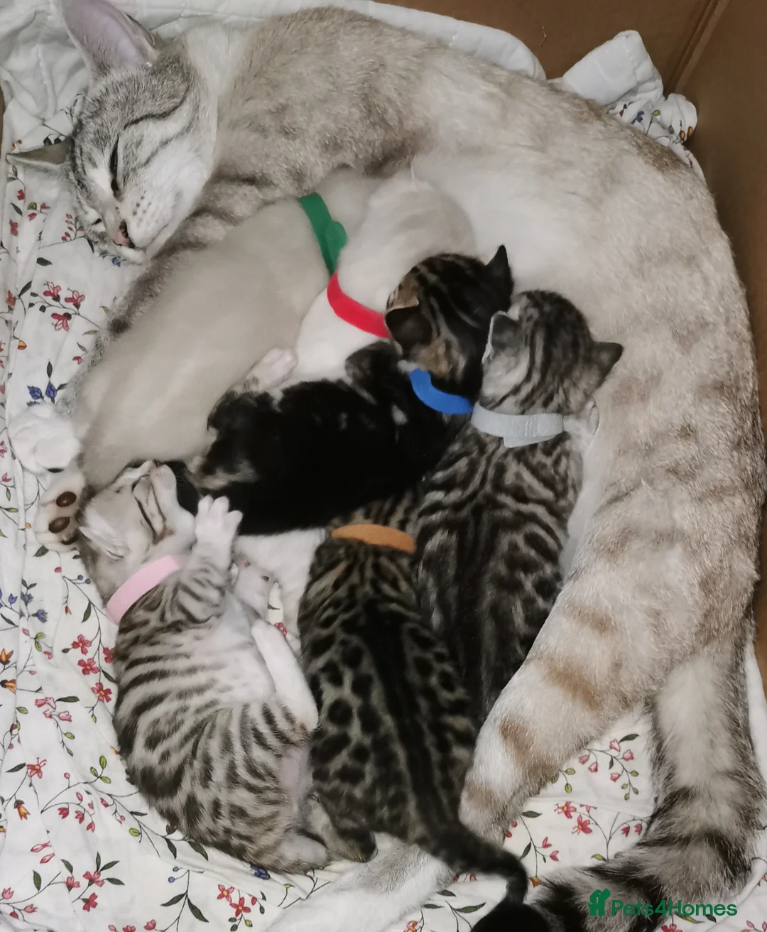 Bengal cats for sale: Beautiful Bengal Kittens - Advert 1