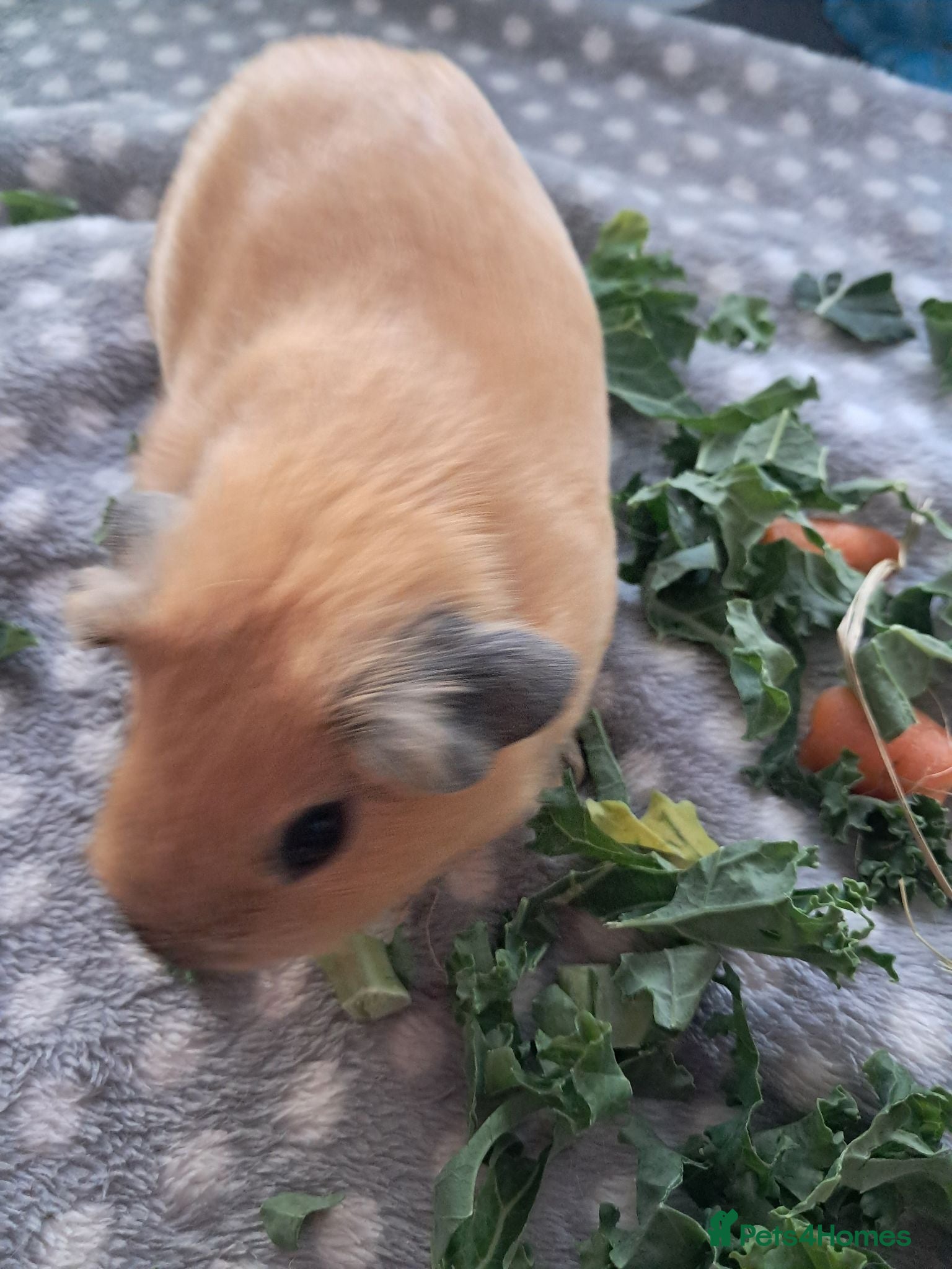 Guinea Pig rodents 3  BABY BUFF COLOURED CALIFORNIAN BOYS.  - Advert 7