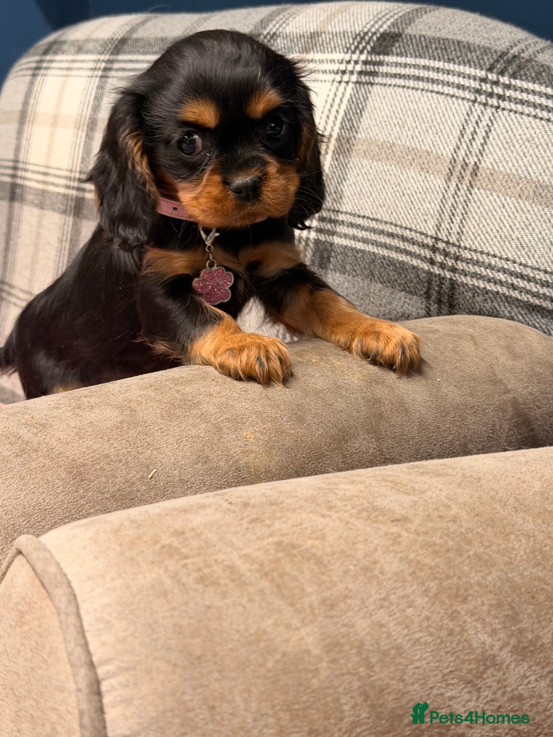 Cavalier King Charles Spaniel dogs for sale: 🐶 Beautiful Cavalier King Charles  Puppies 🐶 - Advert 7