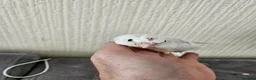Cockatiels birds for sale: Cockatiel chicks hand tame  - Advert 16
