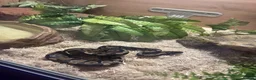 Python Snake reptiles for sale: BALL PYTHON in Runcorn - Advert 10