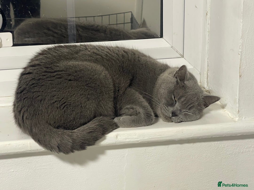British Shorthair cats for sale: British blue shorthair adult girl - Image 2