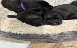 Labrador Retriever dogs for sale: Black Labrador Puppies for sale  - Image 8