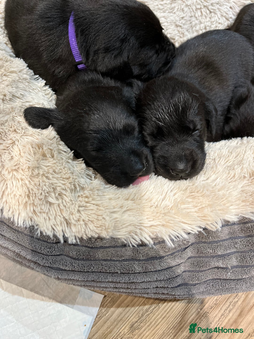 Labrador Retriever dogs for sale: Black Labrador Puppies for sale  - Image 8