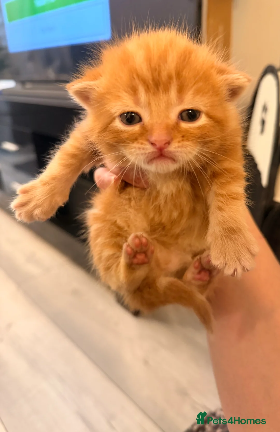 Mixed Breed cats for sale: Kittens - Advert 6