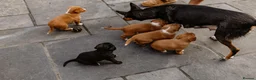 Mixed Breed dogs for sale: Border Kelpie x Cocker puppies - Advert 6
