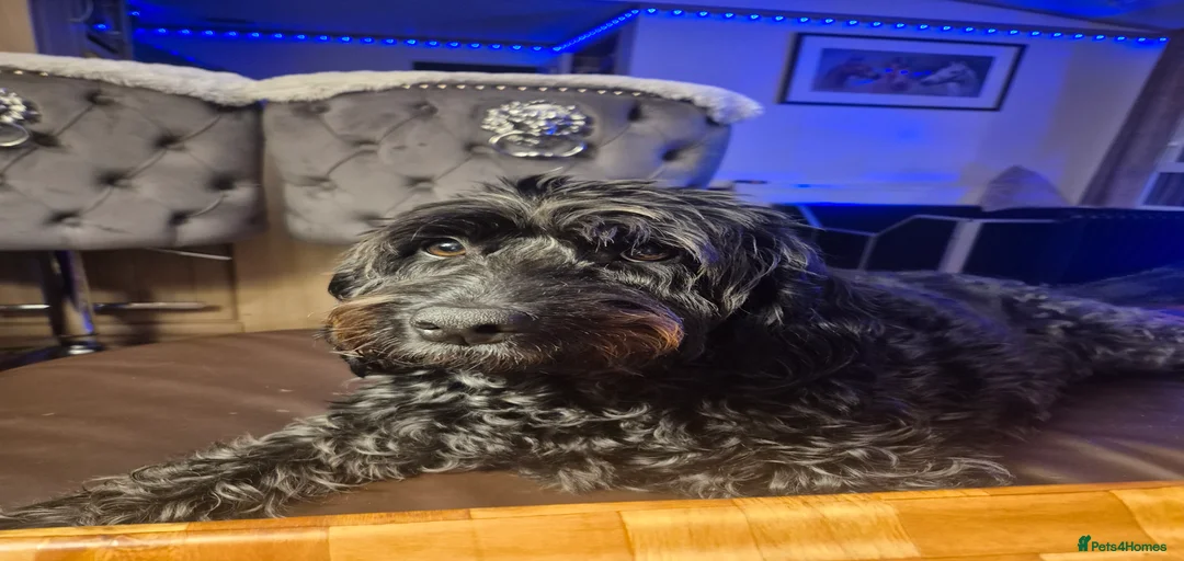 Gallery Image {{count}}