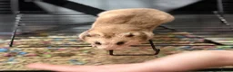 Hamster rodents for sale: Syrian hamster  in Chester-le-Street - Advert 1