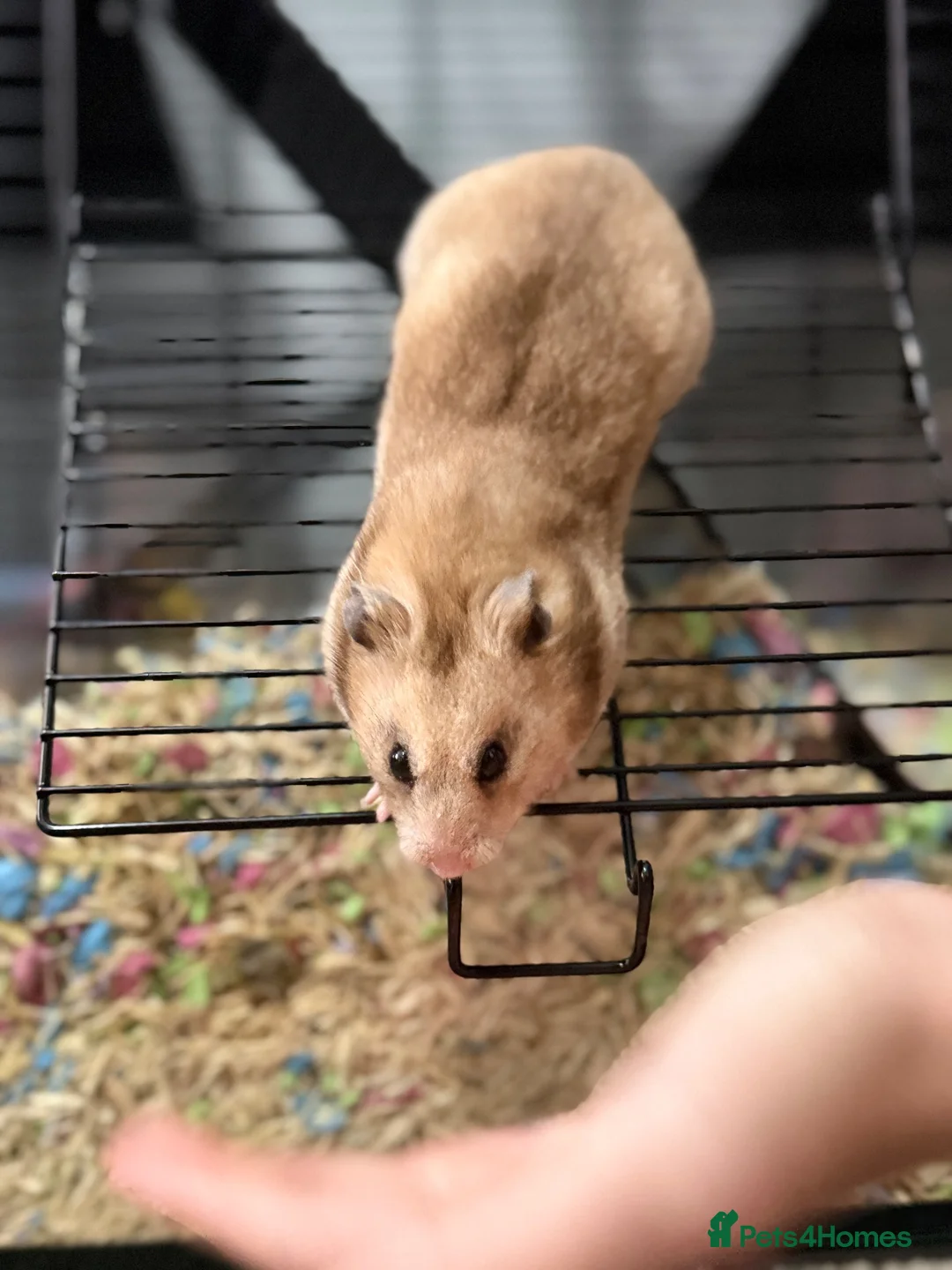 Hamster rodents for sale: Syrian hamster  in Chester-le-Street - Advert 1