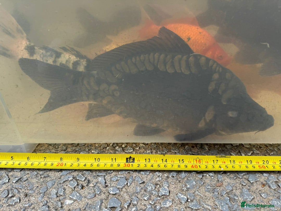 Koi Carp fish for sale: Koi for Sale - Image 23