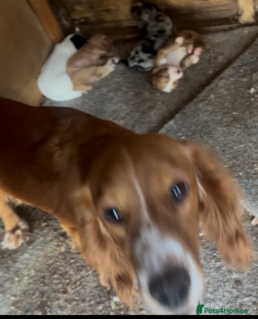 Cocker Spaniel dogs for sale: Working cocker spaniel puppies - Image 20