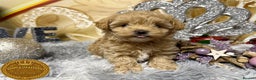 Maltipoo dogs for sale: Adorable maltipoo girl ready now - Advert 5