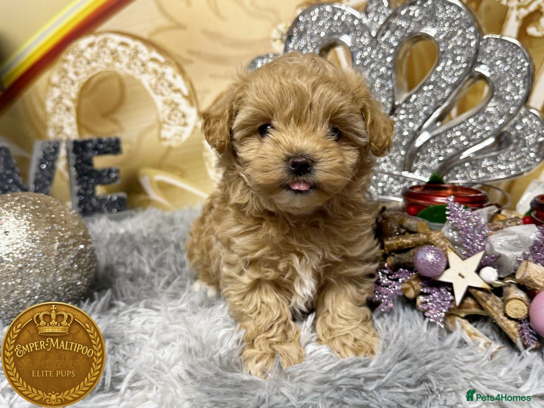 Maltipoo dogs for sale: Adorable maltipoo girl ready now - Advert 5