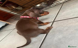 Dachshund dogs for sale: READY TO GO Dachshund Puppies dapple+chocolate - Image 7