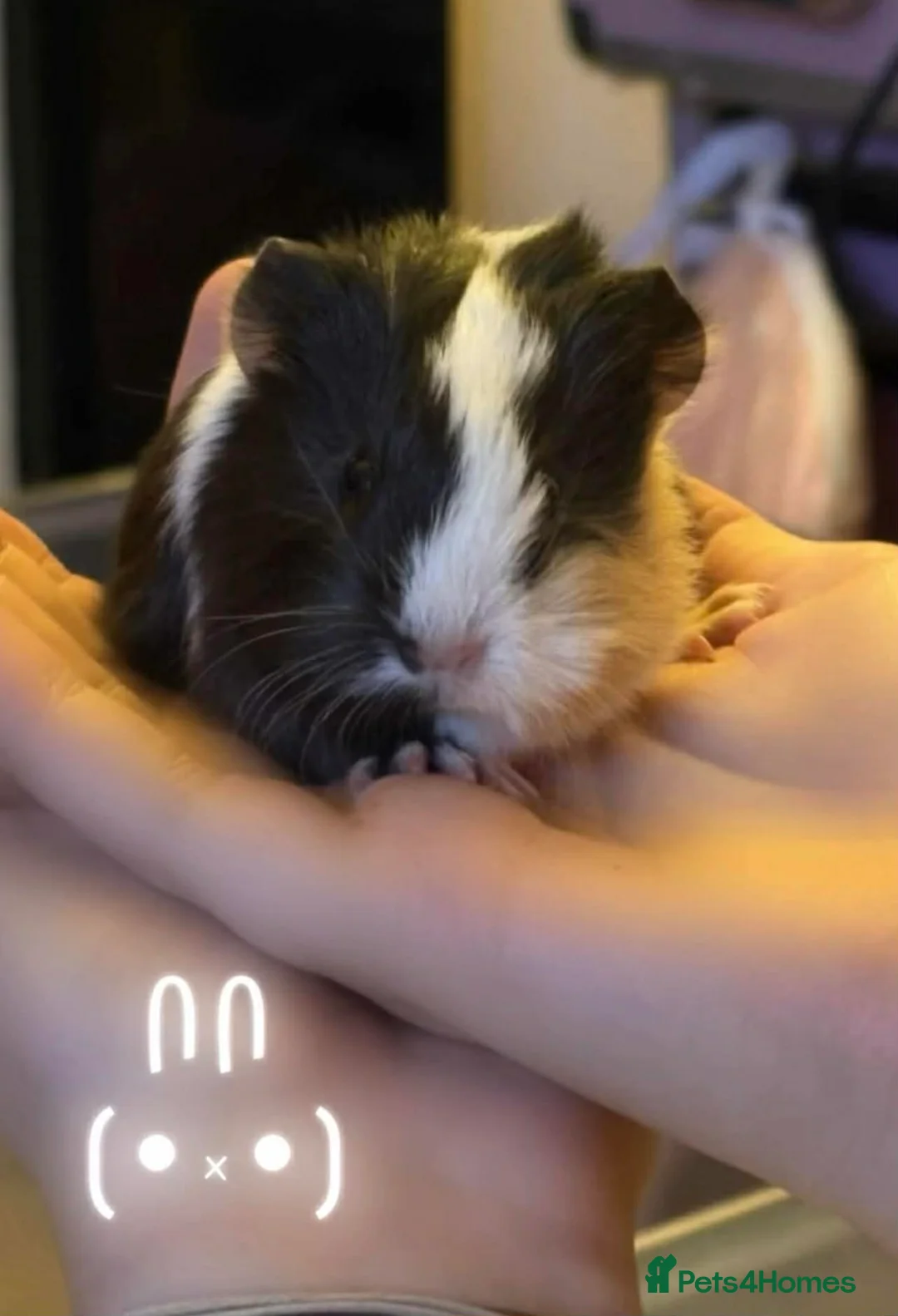 Guinea Pig rodents for sale: Guinea Pigs in Macduff - Advert 1