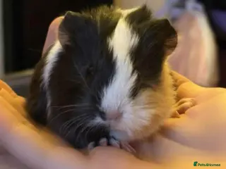 Guinea Pig rodents Guinea Pigs - Advert 1