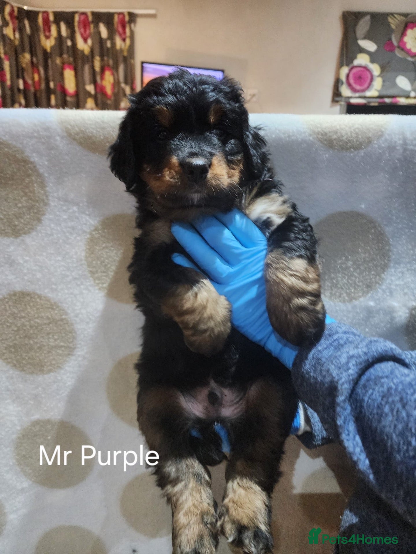 Bernedoodle dogs Gorgeous Bernedoodle pupd - Advert 1