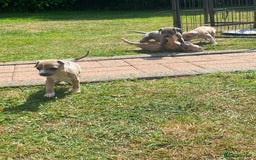 Italian Greyhound dogs for sale: Italian greyhound puppy’s  - Image 2