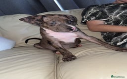 Mixed Breed dogs for sale: !!1 FEMALELEFT!! Merle CaneCorso x American bullys - Image 9