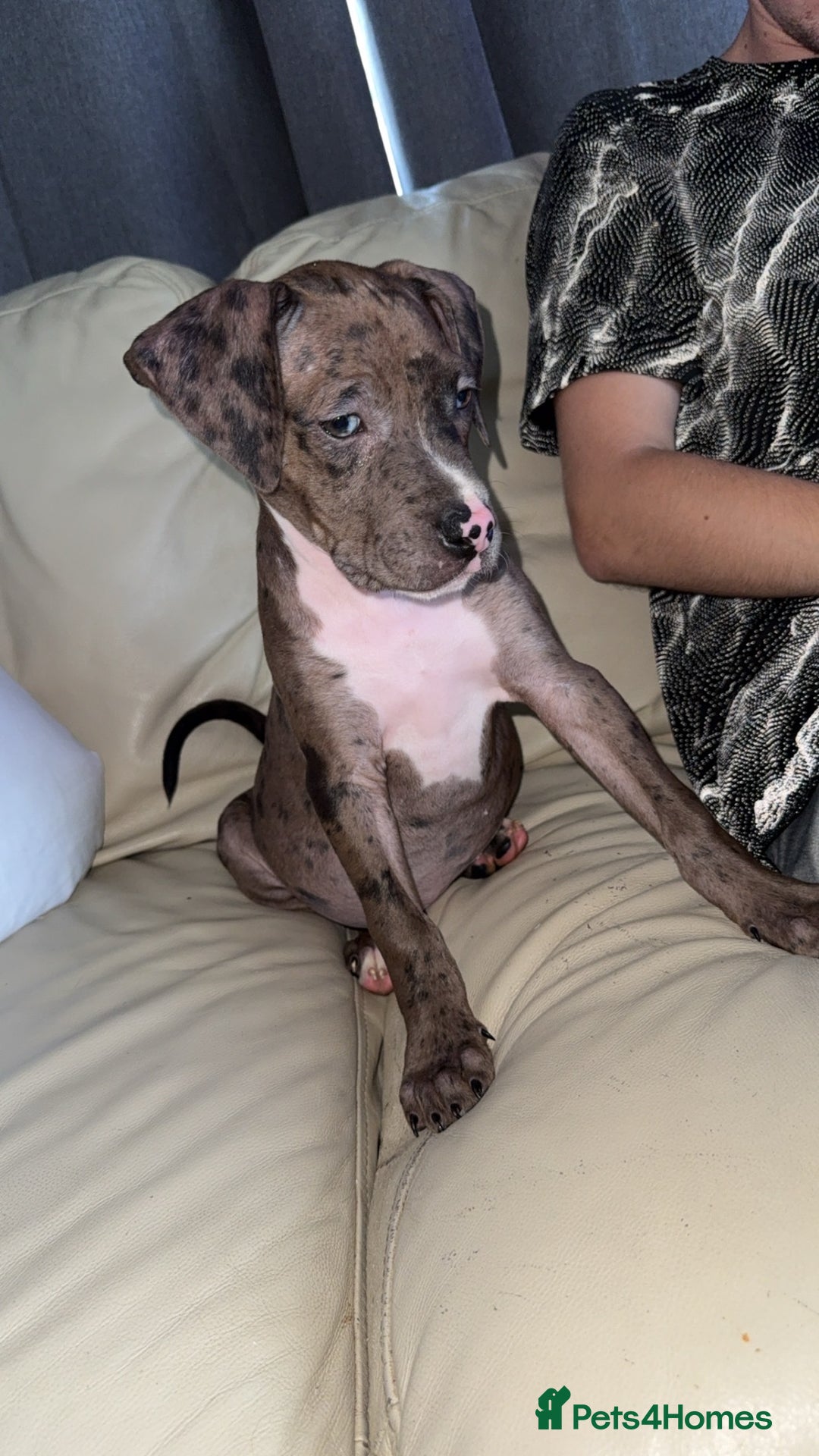 Mixed Breed dogs for sale: !!1 FEMALELEFT!! Merle CaneCorso x American bullys - Image 9