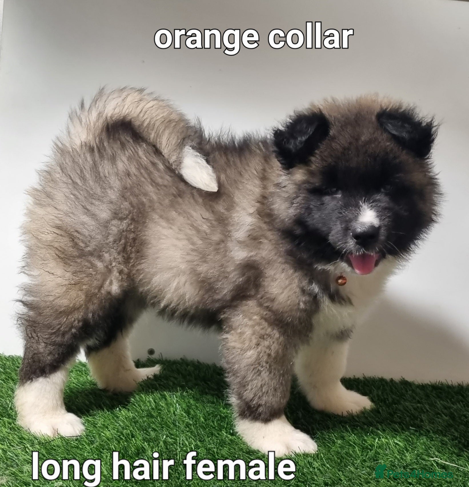 Akita dogs Long hair akita pups READY  - Advert 3