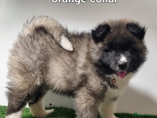 Akita dogs Long hair akita pups READY - Advert 3