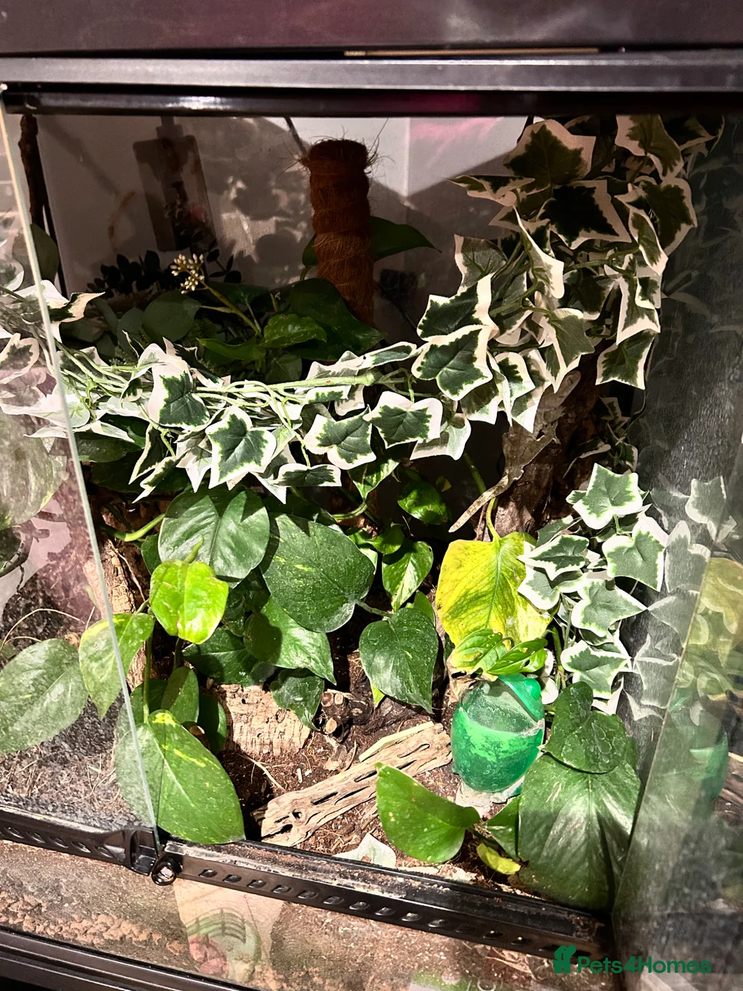 Gecko reptiles for sale: Male crested gecko and setup  in Bournemouth - Advert 2