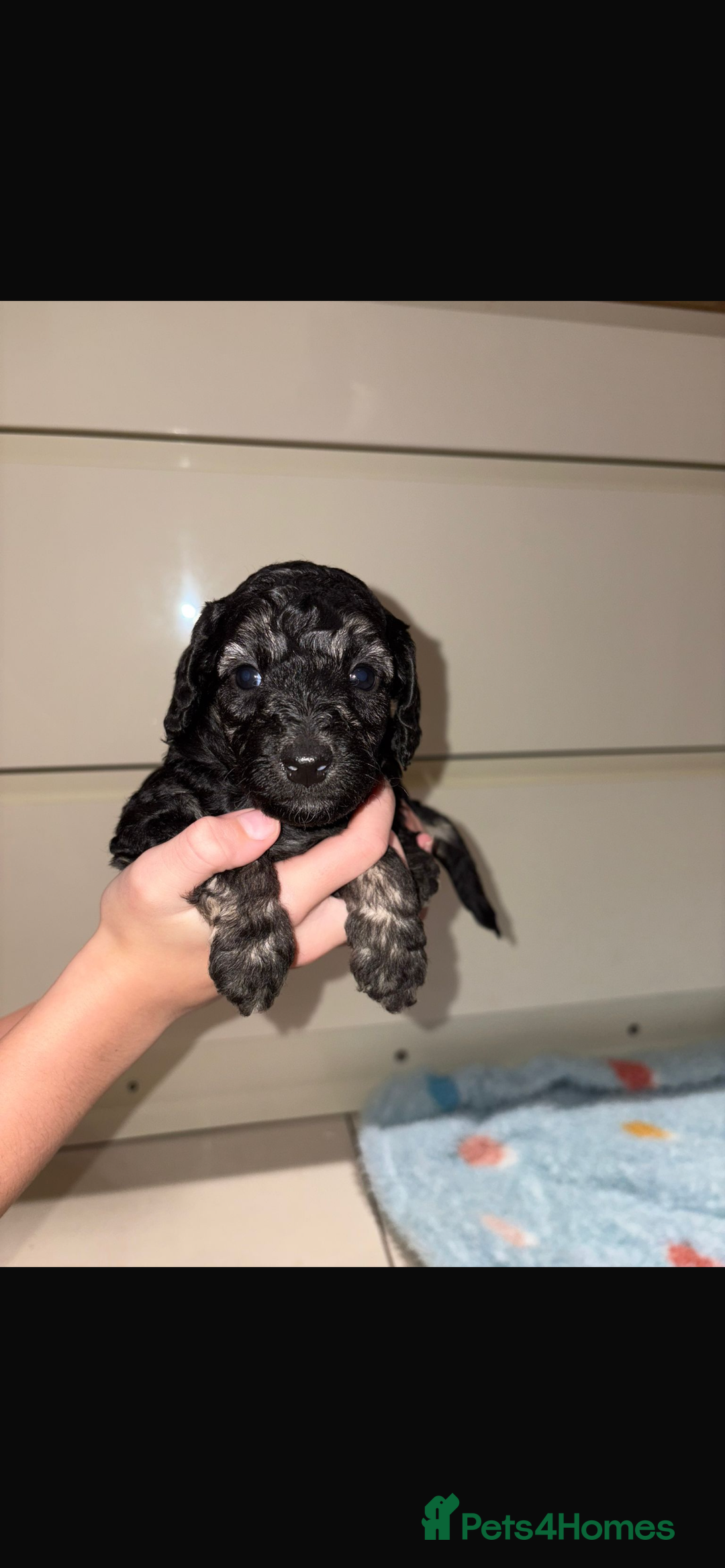 Miniature Poodle dogs for sale: Miniature Merle poodle puppies 🌈🐶❤️ - Advert 19