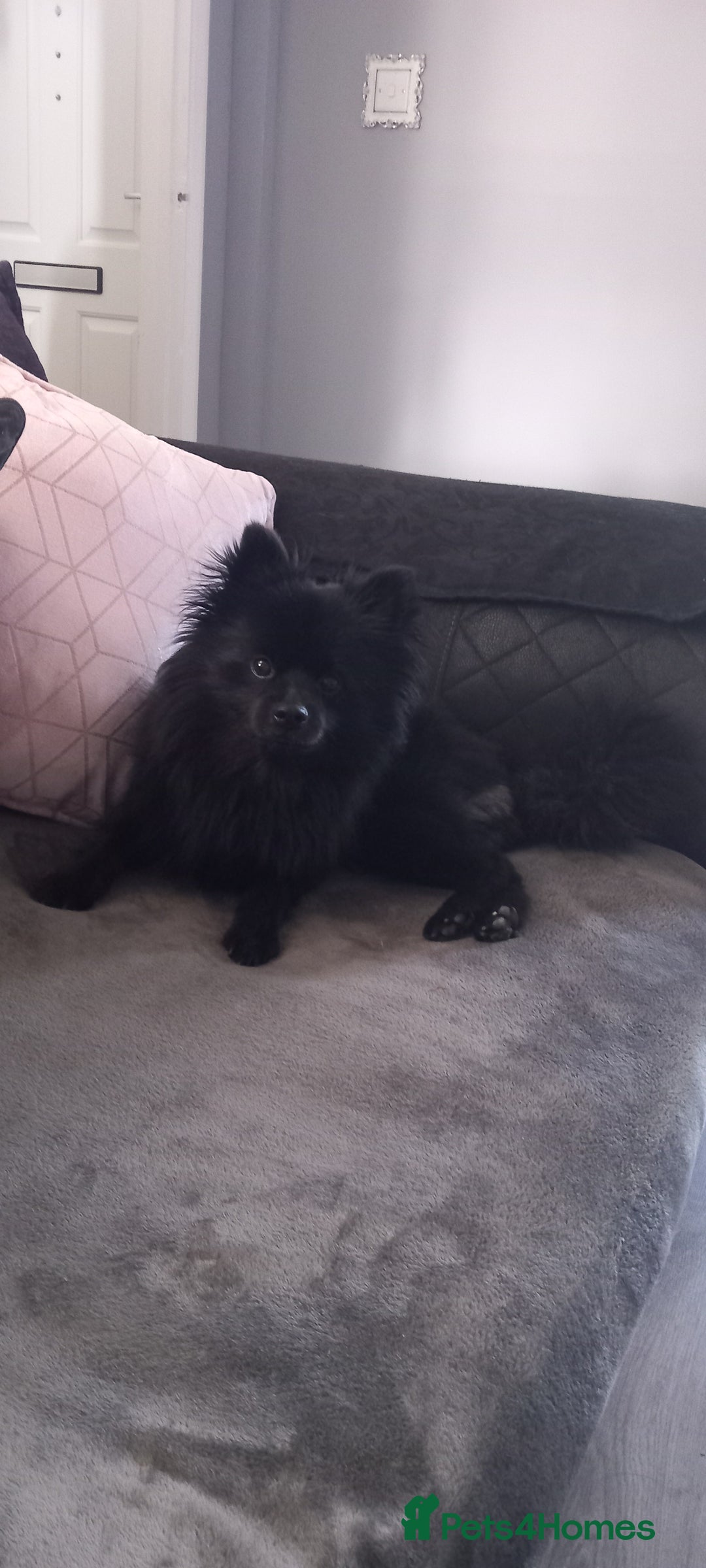 Pomeranian dogs for sale: 😍😍😍 beautiful pom pups 😍😍😍 - Image 14