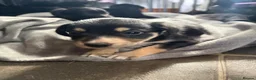 Mixed Breed dogs for sale: 4 beautiful Sprollie pups available  - Advert 14