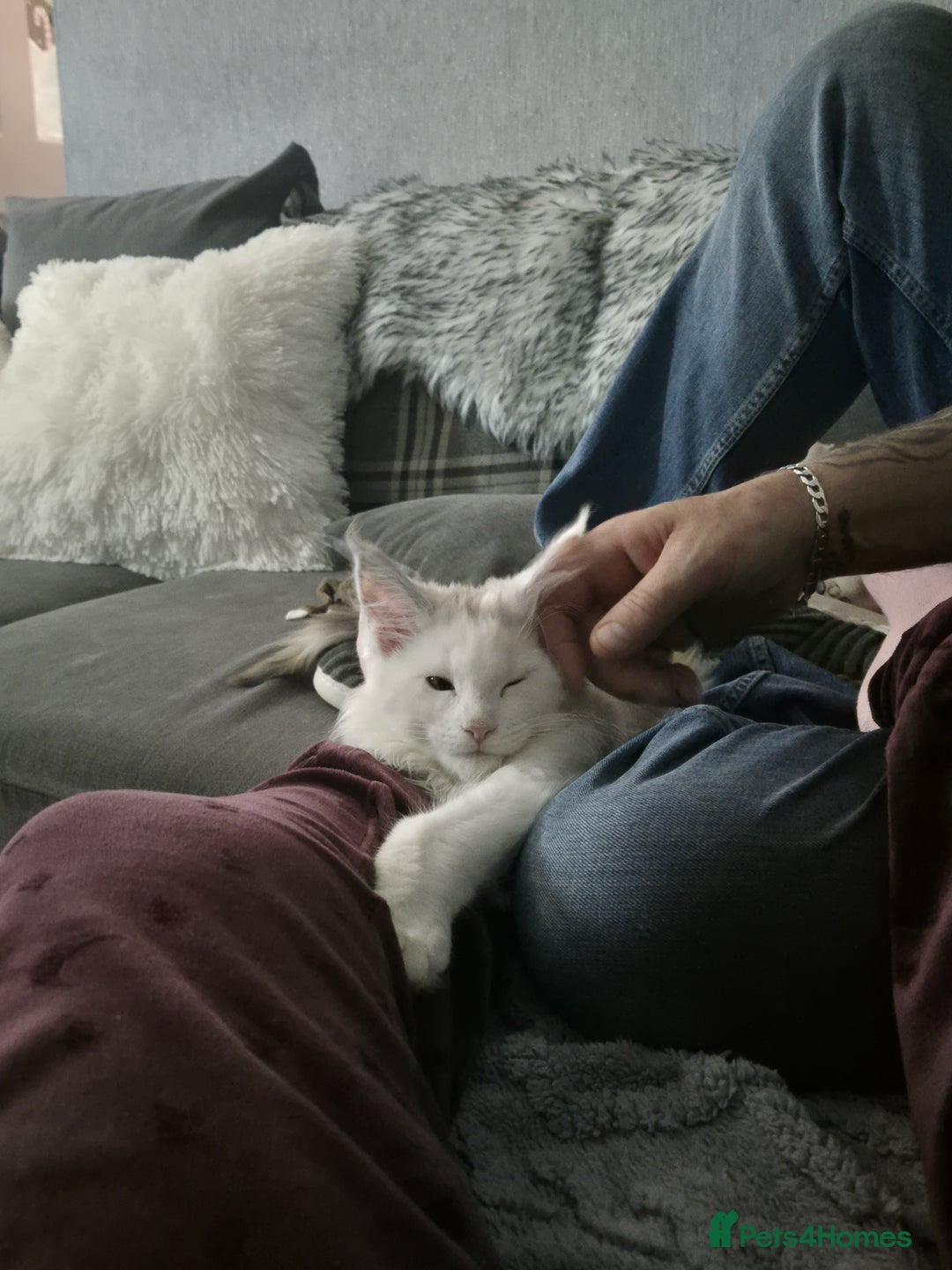 Maine Coon cats for sale: Maine coon kittens  - Advert 22