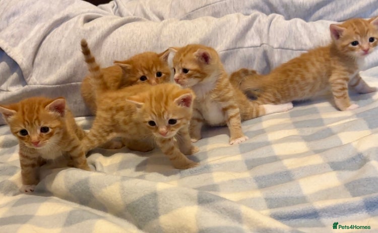 Mixed Breed cats - Advert 14