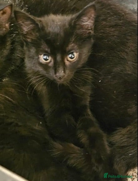 Mixed Breed cats Black female rescue kitten needs a home - Advert 1