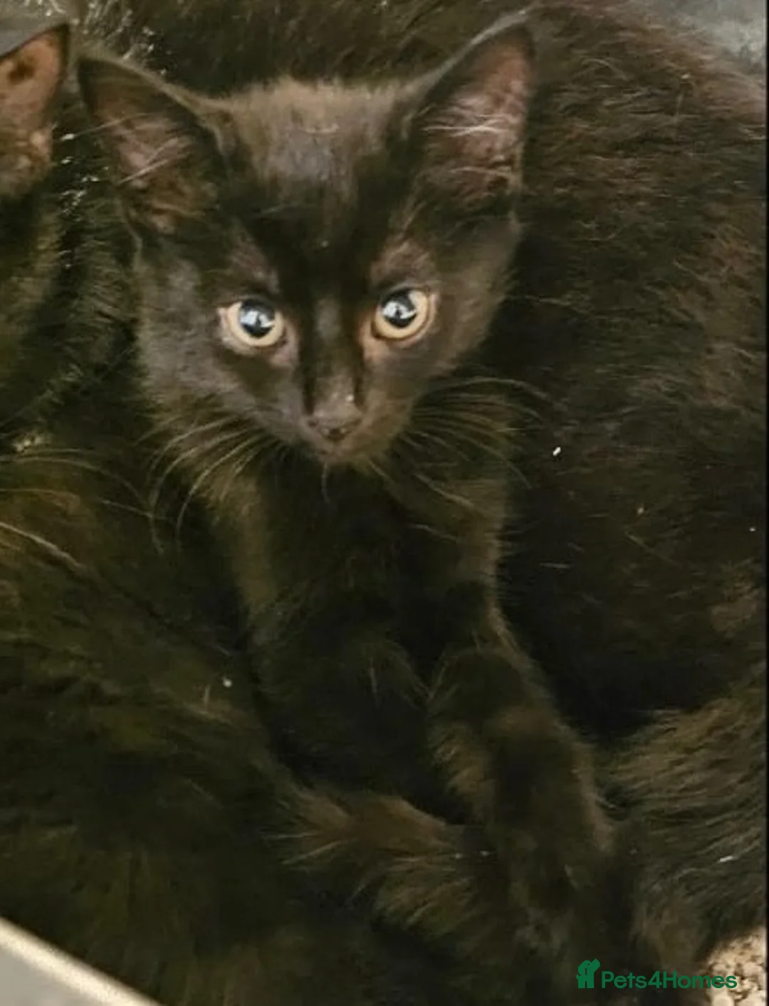 Mixed Breed cats for adoption: Black female rescue kitten needs a home in Hook - Advert 1