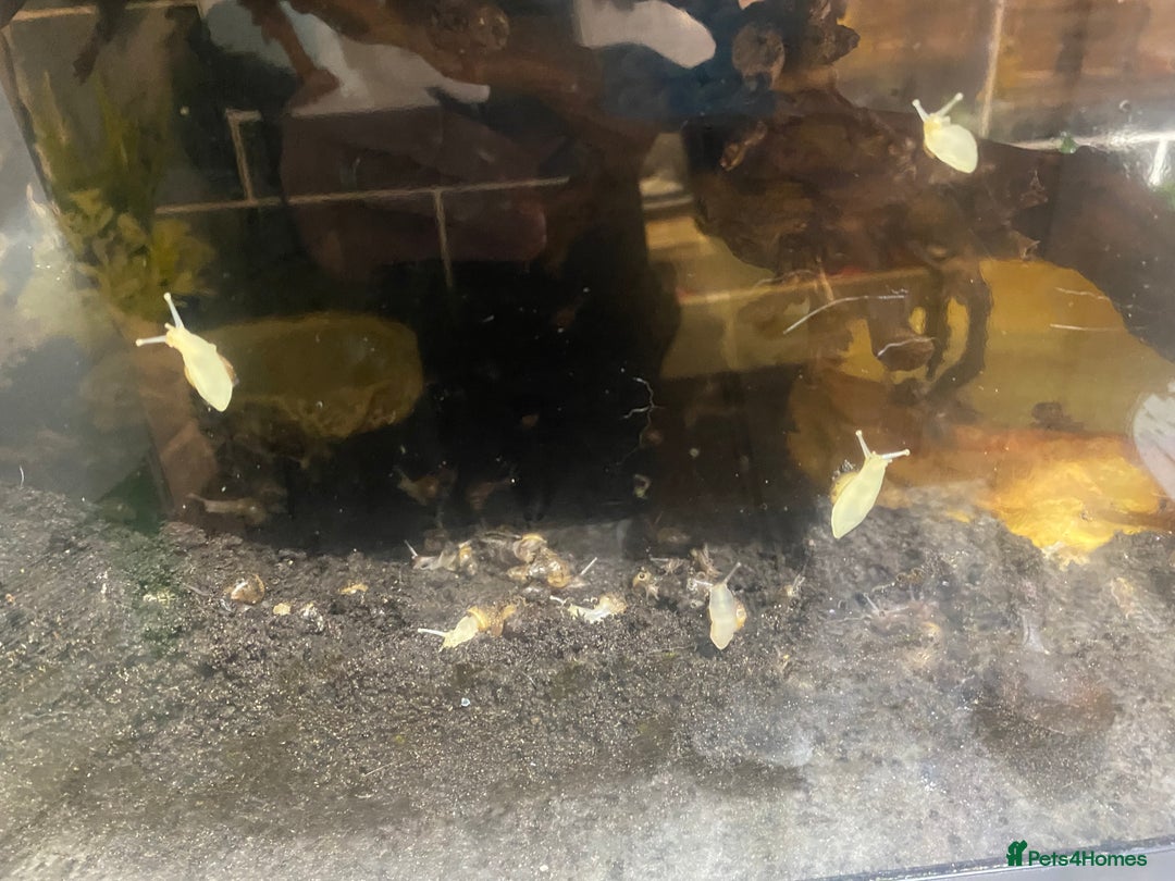 Snails invertebrates for sale: African land snails - Advert 4