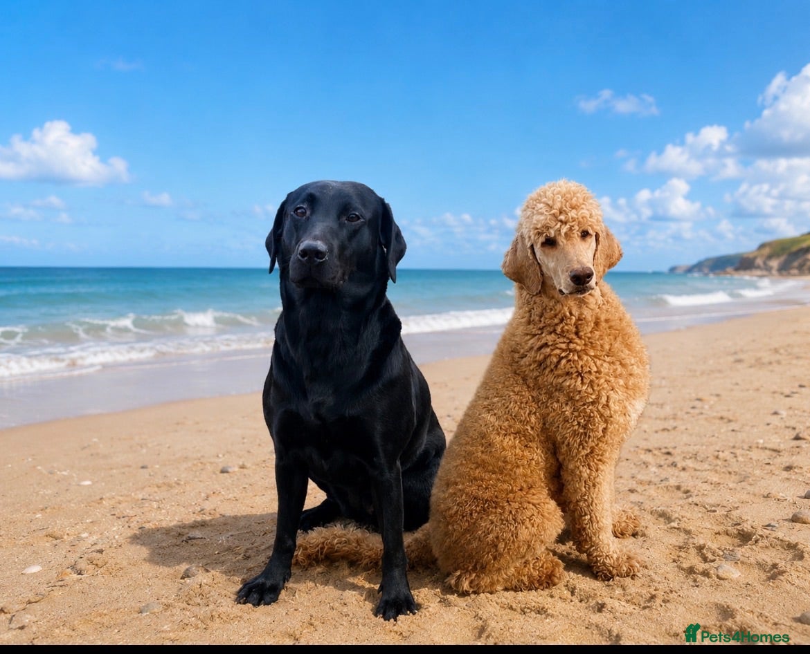 Labradoodle dogs Stunning labradoodle pups Health tested parents - Advert 1