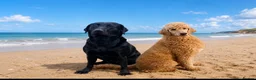 Labradoodle dogs for sale: Stunning labradoodle pups Health tested parents - Advert 1