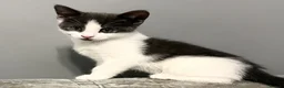 Mixed Breed cats for sale: Kittens ready  - Advert 5