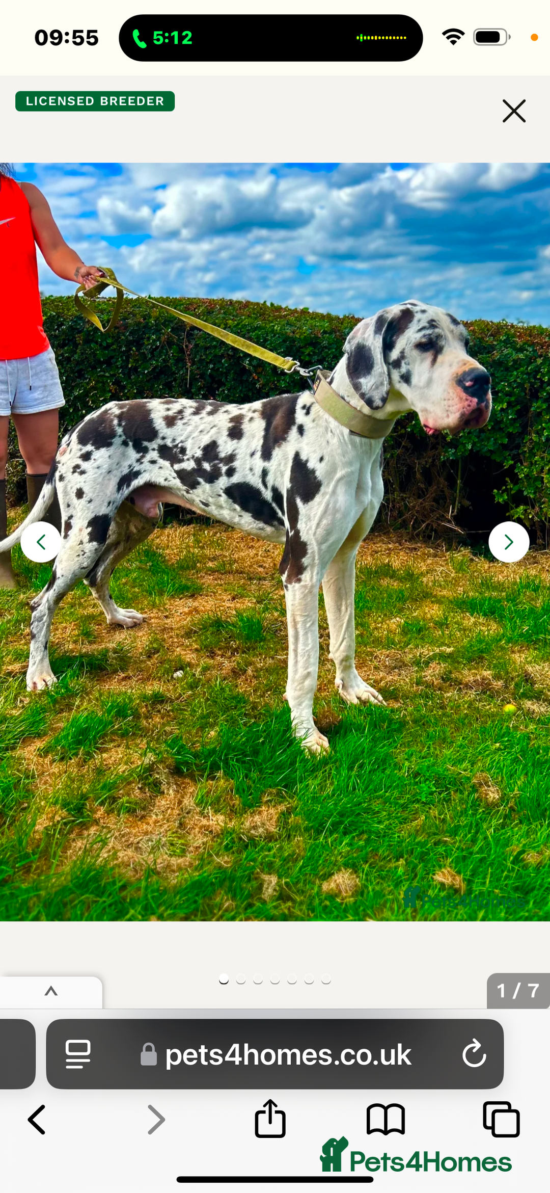 Great Dane dogs for sale: ⭐️ kc reg Harliquin male looking for new home ⭐️ - Image 4