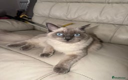 Ragdoll cats for sale: Gorgeous Ragdoll Cat  - Image 1